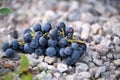 Grapes lying on grey pebbles