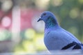 Blue purple and green shaded piegon