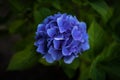 Blue and purple hidrangea in garden in summer