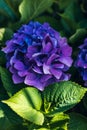 Blue and purple hidrangea in garden in summer