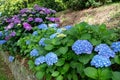 Blue and purple hortensia or hydrangea macrophylla shrubs hedge in the shady garden