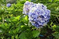 Blue-purple hydrangea bouquet Royalty Free Stock Photo