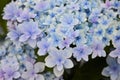 Blue / purple Hydrangea flower