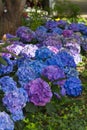 Blue & Purple Hydrangeas Royalty Free Stock Photo