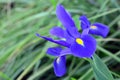 Blue and purple iris flower Royalty Free Stock Photo