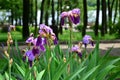 Blue and purple irises with green leaves on a background of trees in the park Royalty Free Stock Photo
