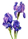 Blue-purple irises on a white background. Isolated. Painted hands watercolor. Realistic painting. Poster