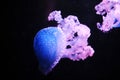 Blue and purple jellyfishes Royalty Free Stock Photo