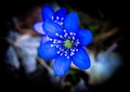 Blue or purple Kidneywort anemone flower isolated on black background.