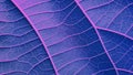 Blue and purple leaf texture background Royalty Free Stock Photo