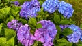 Blue purple lilac with bright radiant flower colors. Magic garden concept foto in pure nature . color gradients in flower plants Royalty Free Stock Photo