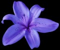 Blue-purple llily flower on isolated black background with clipping path. Closeup. no shadows. For design Royalty Free Stock Photo