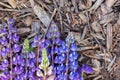 Blue and purple lupin flowers on gray slivers and soil. Royalty Free Stock Photo