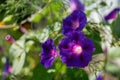 Blue and purple morning glory flowers illuminated by sun on colorful nature bokeh background