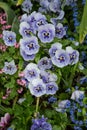 Pansies in Monet`s garden at Giverny, Normandy, France Royalty Free Stock Photo