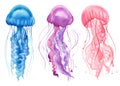 Blue, purple, pink jellyfish. Watercolor drawings on a white background. Ocean animals