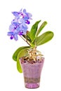 Blue with purple pistils branch orchid flowers, Orchidaceae, Phalaenopsis known as the Moth Orchid. Royalty Free Stock Photo