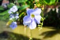 Blue purple soft flower of Laurel vine,Thunbergia laurifolia cold herbs in Asia