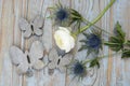 Blue purple thistle sea holly flower plant on a grey wooden empty copy space background. Royalty Free Stock Photo