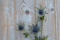 Blue purple thistle sea holly flower plant on a grey wooden empty copy space background with wooden decoration in sprin Royalty Free Stock Photo