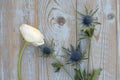 Blue purple thistle sea holly flower plant on a grey wooden empty copy space background with wooden decoration in sprin Royalty Free Stock Photo