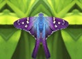 The blue purple tiny butterlfy