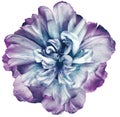 Blue-purple  tulip flower  on white isolated background with clipping path. Closeup. For design. Nature Royalty Free Stock Photo