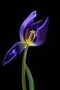 Blue purple tulip with a opened petal and view to stamen and pistil, isolated on a black background, concept for become and pass Royalty Free Stock Photo