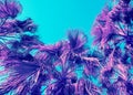 Blue purple vintage date palm trees Royalty Free Stock Photo