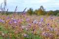 Summer, nature, ecology concept with blue-purple violet petal flower meadow geranium close up view on natural background Royalty Free Stock Photo