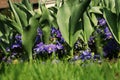 A blue and purple violets behind grass in the sea of tulips Royalty Free Stock Photo