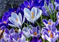 Blue Purple White Crocuses Blossom Blooming Macro Washington Royalty Free Stock Photo