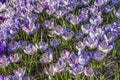 Blue Purple White Crocuses Blossoms Blooming Macro Washington Royalty Free Stock Photo