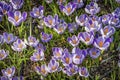 Blue Purple White Crocuses Blossoms Blooming Macro Washington Royalty Free Stock Photo