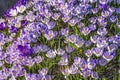 Blue Purple White Crocuses Blossoms Blooming Macro Washington Royalty Free Stock Photo