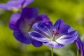 Blue and purple wild geranium Royalty Free Stock Photo