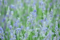 Blue and purple wildflowers called Lavender or Lavendula Royalty Free Stock Photo