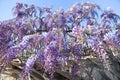 Blue purple Wisteria sinensis flowers gracefully cascades down a fence Greece. Blooming violet lilac Chinese wisteria Royalty Free Stock Photo