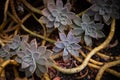 Blue and purples cacti