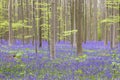 BLue-purplish flowers carpet in the springtime forest with bluebells and beech trees blooming Royalty Free Stock Photo