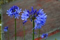 Blue purpple flowers on backyard Royalty Free Stock Photo