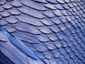 Blue python skin  snake. Royalty Free Stock Photo