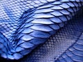 Blue python skin  snake. Royalty Free Stock Photo