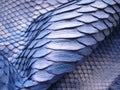 Blue python skin  snake. Royalty Free Stock Photo