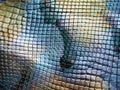 Blue python skin  snake. Royalty Free Stock Photo