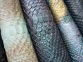 Blue python skin  snake. Royalty Free Stock Photo