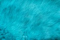 Blue rabbit fur Texture, animal skin background Royalty Free Stock Photo