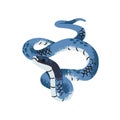 Blue racer snake. Exotic serpent with bright scale. Tropical colored boa. Rainforest fauna, savanna reptile, animal of