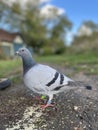 a blue racing pigeon on the ground