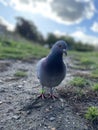 a blue racing pigeon walking on the ground
